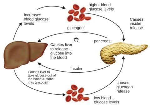Sugar Control Li4 Acupressure Point Clip Wearable – Supporting Acupressure Relaxation
